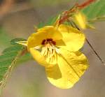 Partridge Pea