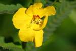 Partridge Pea