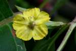 Trailing Loosestrife