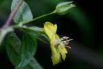 Trailing Loosestrife