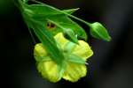 Trailing Loosestrife