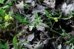 Trailing Loosestrife