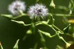 Wild Lettuce