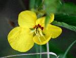 Partridge Pea