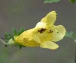 Downy False Foxglove