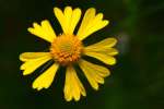 Sneezeweed