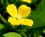 Shrubby Water Primrose