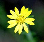 Pale-leaf Sunflower