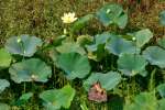 American Lotus / Yellow Lotus-lily 