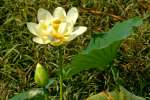 American Lotus / Yellow Lotus-lily 