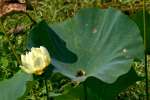 American Lotus / Yellow Lotus-lily 