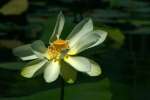 American Lotus / Yellow Lotus-lily 