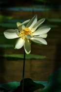 American Lotus / Yellow Lotus-lily 