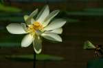 American Lotus / Yellow Lotus-lily 