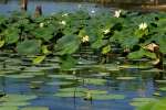 American Lotus / Yellow Lotus-lily 