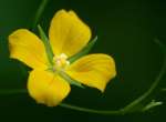 Shrubby Water Primrose