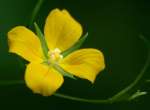 Shrubby Water Primrose