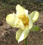 American Lotus / Yellow Lotus-lily 