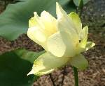 American Lotus / Yellow Lotus-lily 