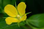 Shrubby Water Primrose