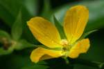 Shrubby Water Primrose