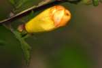 Downy False Foxglove