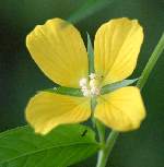 Shrubby Water Primrose