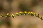 Rough-stemmed Goldenrod