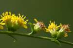 Rough-stemmed Goldenrod