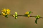 Rough-stemmed Goldenrod