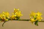 Rough-stemmed Goldenrod