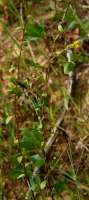 Rough-stemmed Goldenrod