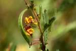 Partridge Pea