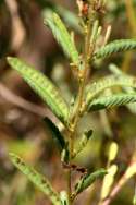 Partridge Pea