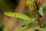 Partridge Pea