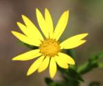 Pale-leaf Sunflower