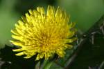 Sow-thistle