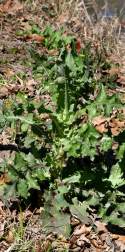 Sow-thistle