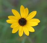 Black-eyed Susan