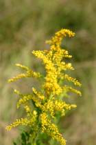 Tall Goldenrod