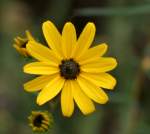 Black-eyed Susan