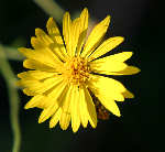 Camphorweed