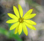 Pale-leaf Sunflower