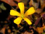 Yellow Wood Sorrel