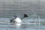Canada Goose Bathing