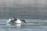 Canada Goose Bathing