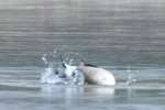Canada Goose Bathing
