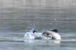 Canada Goose Bathing