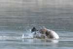 Canada Goose Bathing