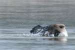 Canada Goose Bathing
